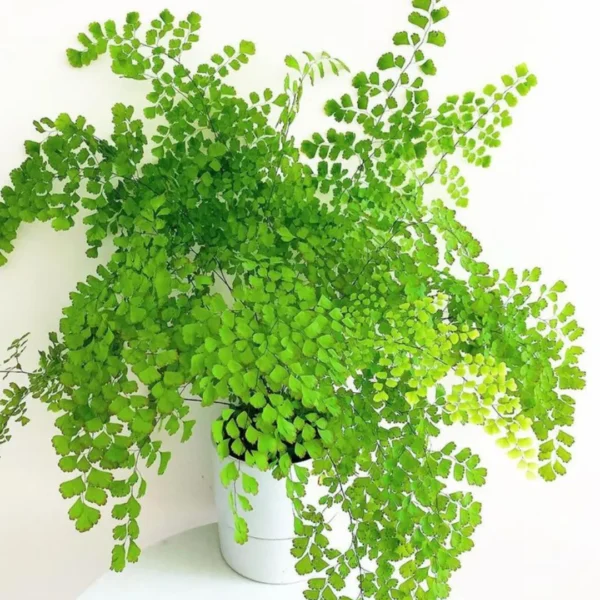 Buy Maidenhair Fern, Adiantum Raddianum Plant from Nursery Nisarga