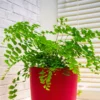 Buy Maidenhair Fern, Adiantum Raddianum Plant from Nursery Nisarga