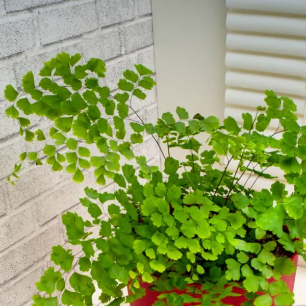 Buy Maidenhair Fern, Adiantum Raddianum Plant from Nursery Nisarga