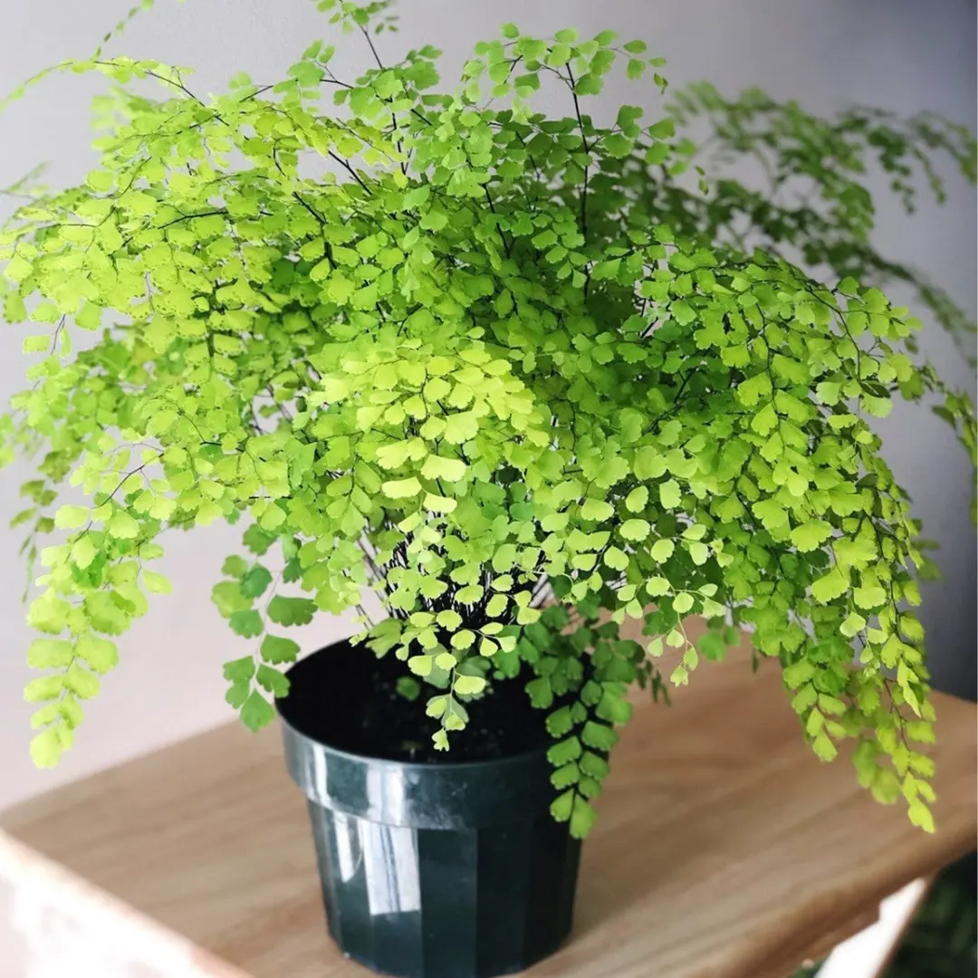 Maidenhair Fern Adiantum Raddianum Plant Online Nursery Nisarga