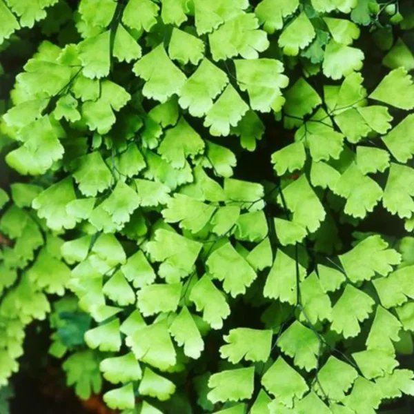 Buy Maidenhair Fern, Adiantum Raddianum Plant from Nursery Nisarga