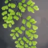 Buy Maidenhair Fern, Adiantum Raddianum Plant from Nursery Nisarga