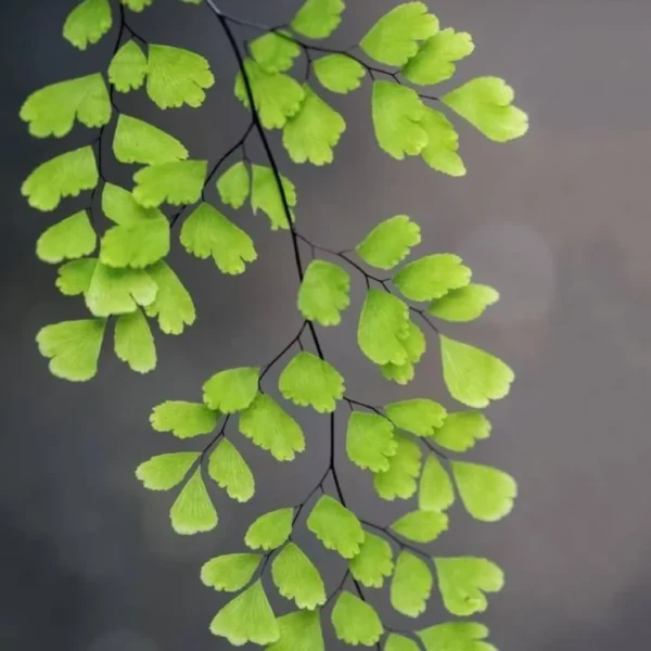 Buy Maidenhair Fern, Adiantum Raddianum Plant from Nursery Nisarga