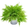 Buy Bamboo Grass Plant Online