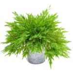 Buy Bamboo Grass Plant Online