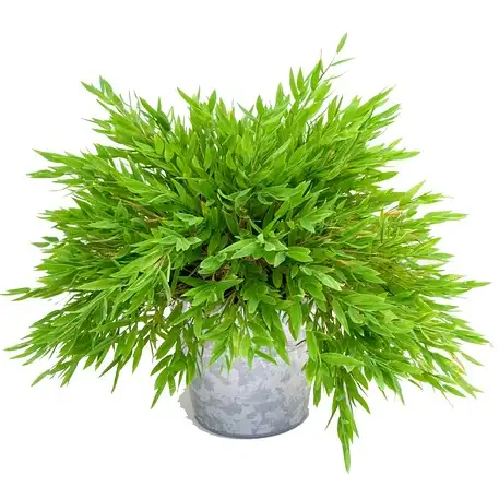 Buy Bamboo Grass Plant Online