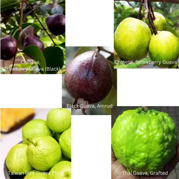 Buy Pack of 5 Guava Plant Online