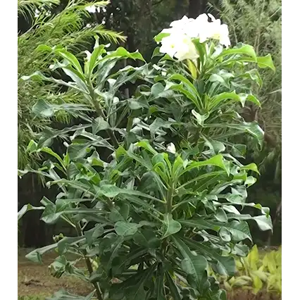 Buy Plumeria Pudica, Flowering Shrubs1 Plant Online