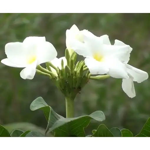 Buy Plumeria Pudica, Flowering Shrubs2 Plant Online