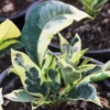 Buy Variegated-Tamara-Croton-Plant Online