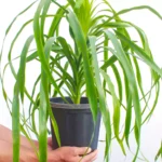 Buy Dracaena Draco, Dragon Tree Plant Online