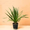 Buy Dracaena Draco "Dragon Tree" - Plant from Nursery Nisarga