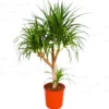 Buy Dracaena Draco "Dragon Tree" - Plant from Nursery Nisarga