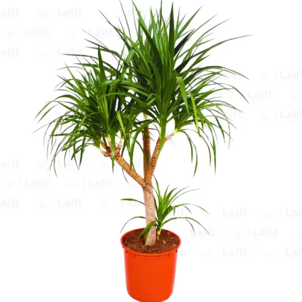 Buy Dracaena Draco "Dragon Tree" - Plant from Nursery Nisarga