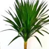 Buy Dracaena Draco Black Pearl, Single Stem "Dragon Tree" - Plant from Nursery Nisarga