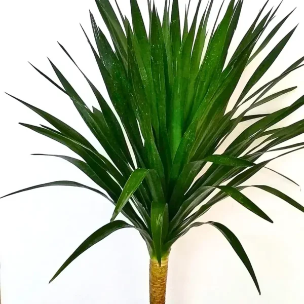 Buy Dracaena Draco Black Pearl, Single Stem "Dragon Tree" - Plant from Nursery Nisarga