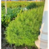 BUY Bamboo Grass Plant Online