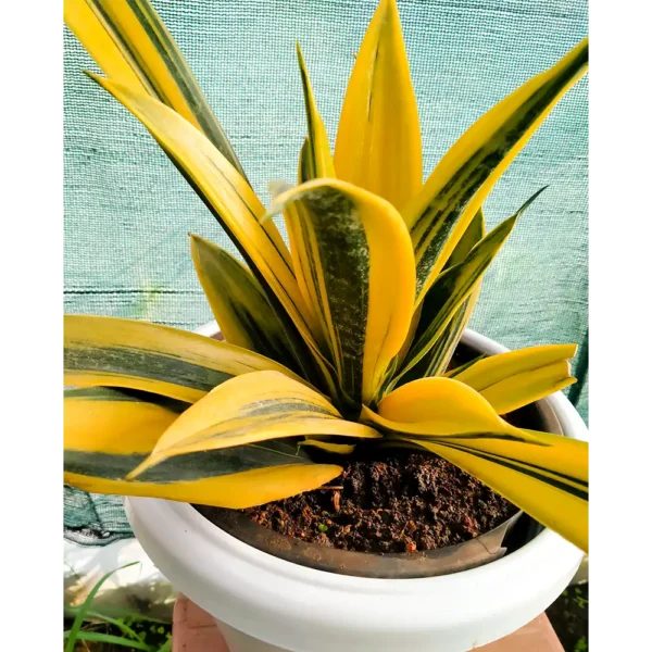 Buy Mother in Law's Tongue | Sansevieria "Gold Flame", Snake plant Online