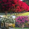 uy Lagerstroemia Indica, Crape Myrtle Plant from Nursery Nisarga