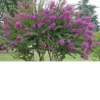 Buy Lagerstroemia Purple Magic, Crape Myrtle Plant2 Online