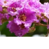 Buy Lagerstroemia Purple Magic, Crape Myrtle Plant2 Online