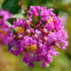 Buy Lagerstroemia Purple Magic, Crape Myrtle Plant2 Online