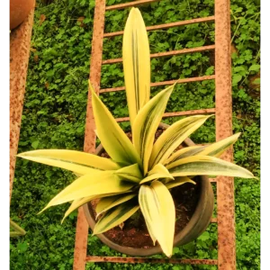 Buy Mother in Law's Tongue | Sansevieria "Gold Flame", Snake plant Online