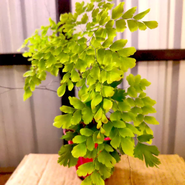 Maidenhair Fern (Adiantum raddianum) - plant with fan shape leaf - Nursery Nisarga