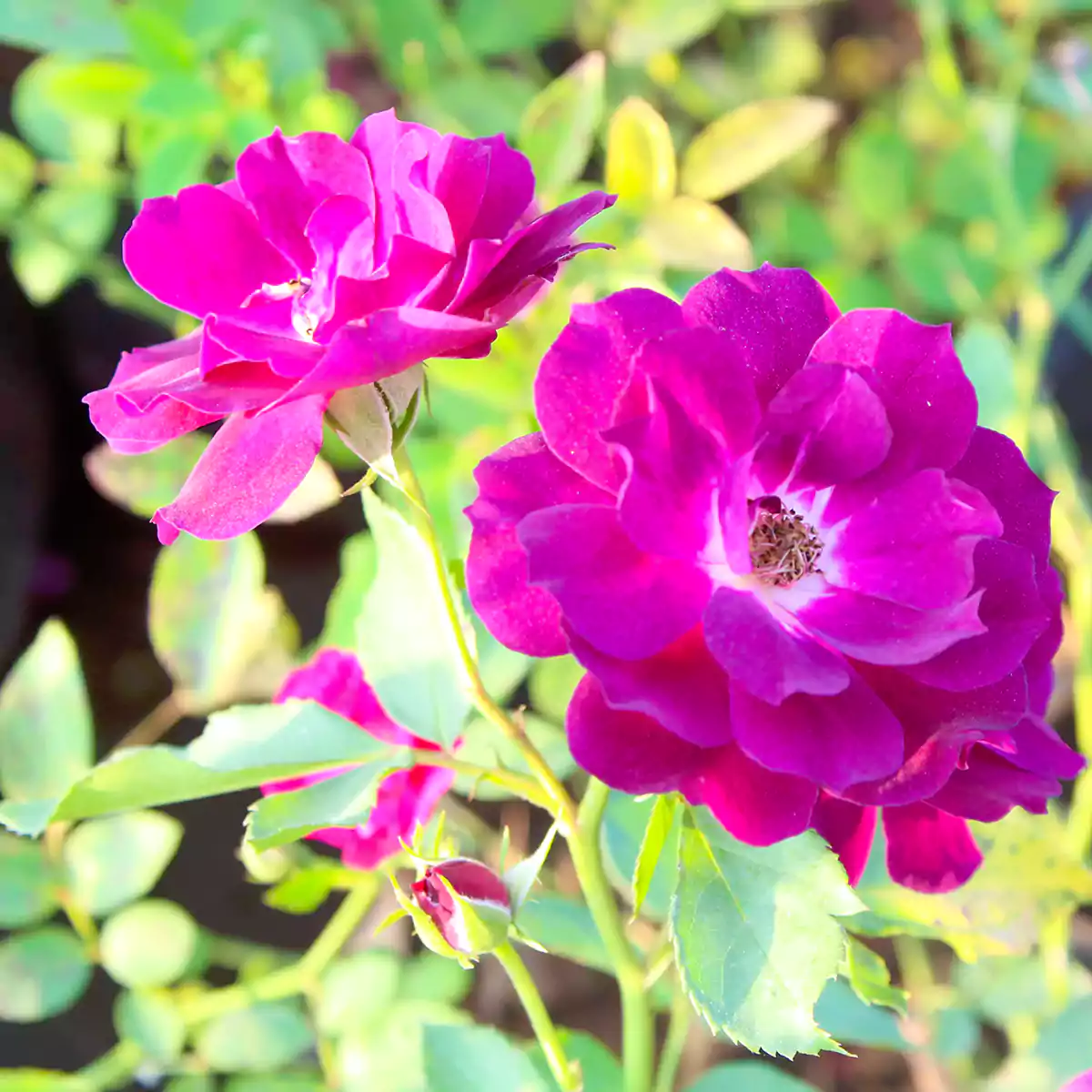 Buy Purple, Lavender Rose Plant- Online at Nursery Nisarga