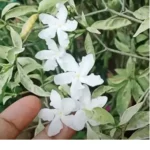 Buy Tagar Chandini Variegated Plant Online