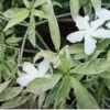 Buy Tagar Chandini Variegated Plant Online