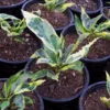 Buy Variegated-Tamara-Croton-Plant Online