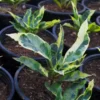 Buy Variegated-Tamara-Croton-Plant Online