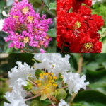 Buy Lagerstroemia Indica, Crape Myrtle Plant from Nursery Nisarga