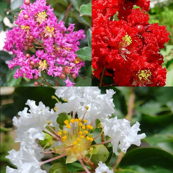 Buy Lagerstroemia Indica, Crape Myrtle Plant from Nursery Nisarga