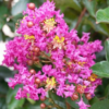 Buy Lagerstroemia Indica, Crape Myrtle Plant from Nursery Nisarga