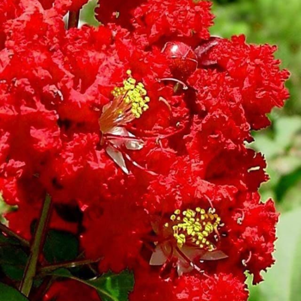 Buy Lagerstroemia Indica, Crape Myrtle Plant from Nursery Nisarga
