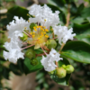 Buy Lagerstroemia Indica, Crape Myrtle Plant from Nursery Nisarga