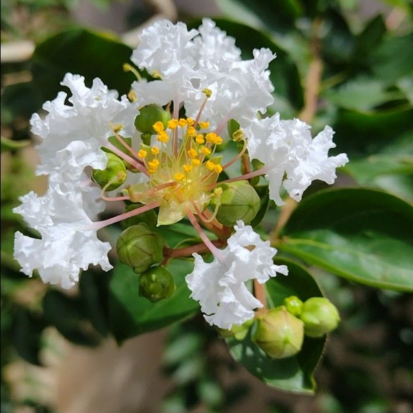 Buy Lagerstroemia Indica, Crape Myrtle Plant from Nursery Nisarga