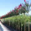 Buy Lagerstroemia Indica, Crape Myrtle Plant from Nursery Nisarga