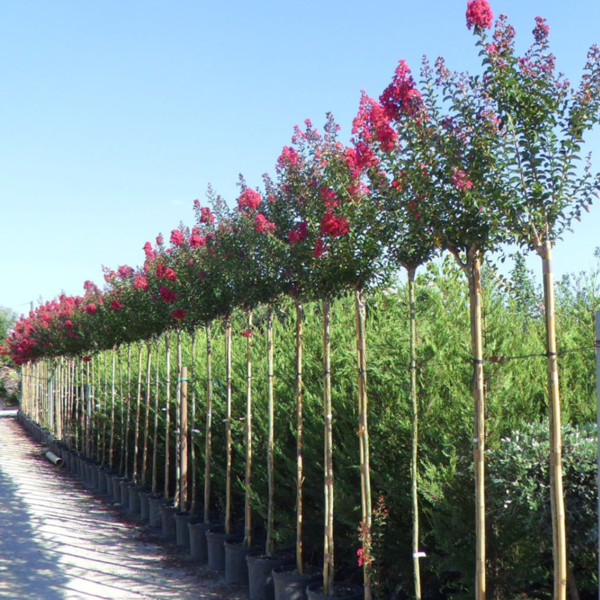 Buy Lagerstroemia Indica, Crape Myrtle Plant from Nursery Nisarga