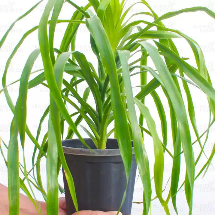 Buy Dracaena Draco, Dragon Tree Plant Nursery Nisarga