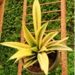 Buy Mother in Law's Tongue | Sansevieria "Gold Flame", Snake plant Online