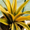 Buy Mother in Law's Tongue | Sansevieria "Gold Flame", Snake plant Online