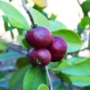 Buy Strawberry Guava "Dark Red" (Psidium Cattleianum) Chinese Guava – Plant from nursery nisarga