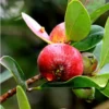 Buy Strawberry Guava "Dark Red" (Psidium Cattleianum) Chinese Guava – Plant from nursery nisarga