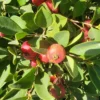 Buy Strawberry Guava "Dark Red" (Psidium Cattleianum) Chinese Guava – Plant from nursery nisarga