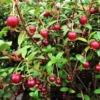 Buy Strawberry Guava "Dark Red" (Psidium Cattleianum) Chinese Guava – Plant from nursery nisarga