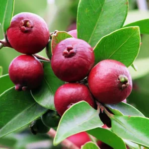 Buy Strawberry Guava "Dark Red" (Psidium Cattleianum) Chinese Guava – Plant from nursery nisarga