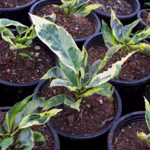 Buy Variegated-Tamara-Croton-Plant Online-.webp
